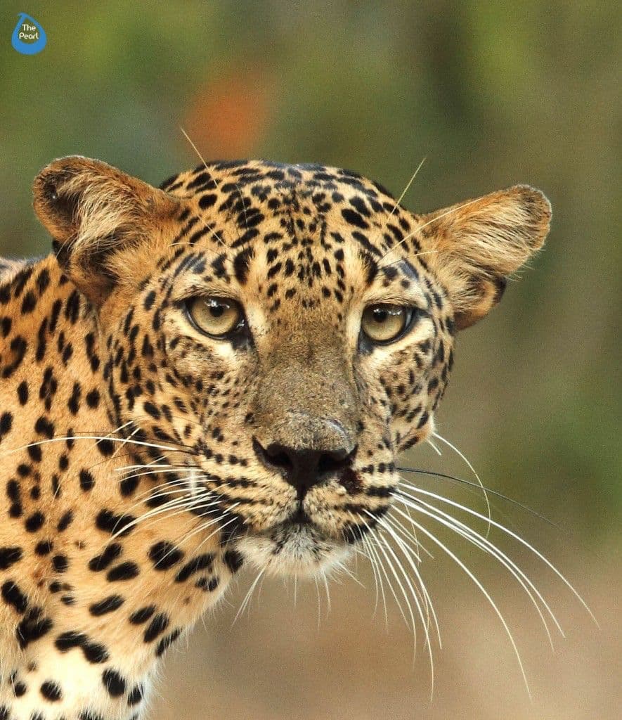 Colombo City Centre Shopping Mall