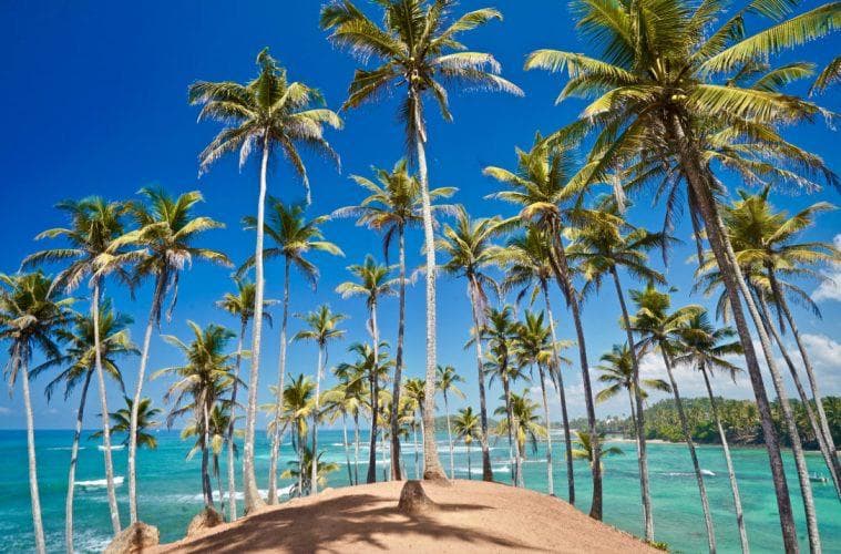 Coconut Tree Hill At Mirissa